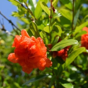 Granátovník púnsky (Punica granatum) ´PLENIFLORA´ - výška: 80-120 cm, kont. C2L (-10°C)